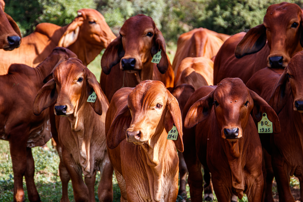 cows-green-field-sunny-day Image description